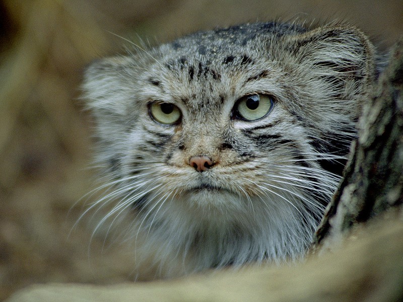 Manul, ZOO Chomutov <br/>  
7.8.2003 10:45 ISO: 400     